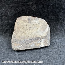 Fossil british dinosaur