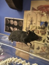 Taxidermy Natural Mouse