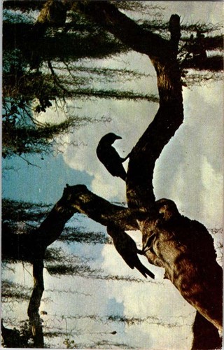 Sarasota postcard crows on - postcard,