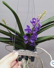 Rhychocentrum lilac blossom ‘Blue sapphire’ , FS Vanda-type Orchid, Not In Bloom