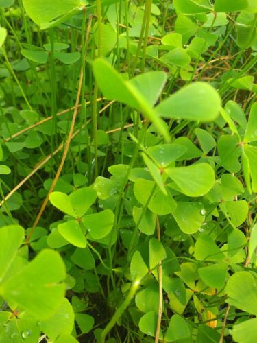 Marsilea quadrifolia water - marsilea,