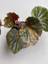 Variegated Begonia Aurea