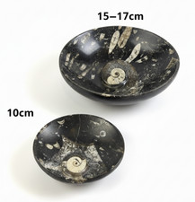 Orthoceras & Ammonite Fossil