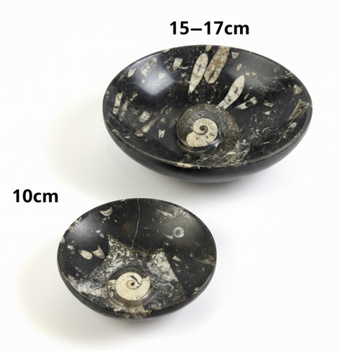 Orthoceras ammonite fossil - &,