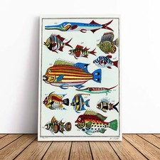 Exotic fish illustration - exotic,