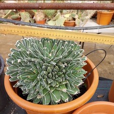 Agave victoria reginae - agave, 35