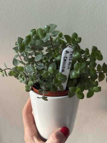 Callisia x unrooted - 5,