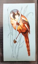 TETLEY (TEA CARD)-BRITISH BIRDS 1970-#45-BEARDED TIT(MALE)