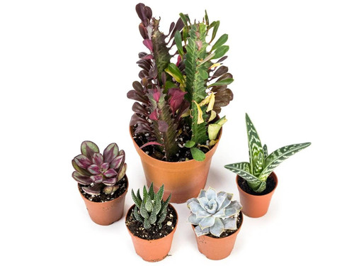 24x18 desert plant - desert,