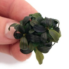 Bucephalandra Kedagang Mini Round In Vitro Live Aquarium Plants Tropical K2AQUA
