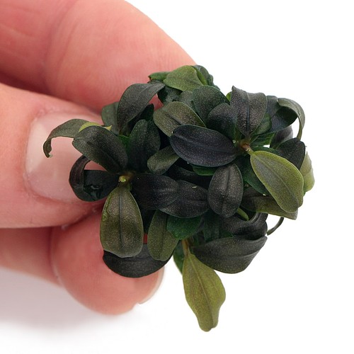 Bucephalandra kedagang mini - bucephalandra,