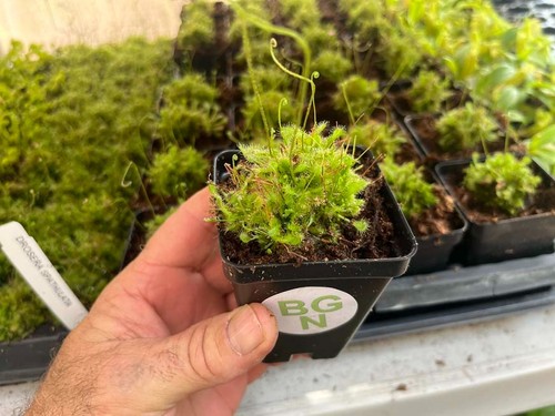 Spoon leaf sundew - spoon-leaf,