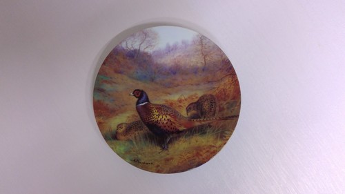 Pheasant autumn wood - autumn,