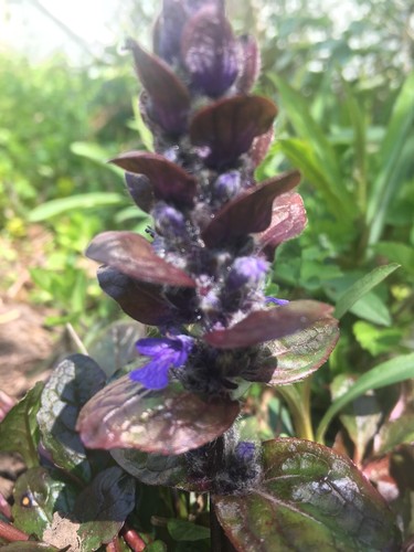 Ajuga reptans atropurpurea - reptans, 'atropurpurea'