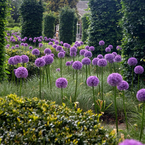 Allium globemaster bulbs - globemaster,