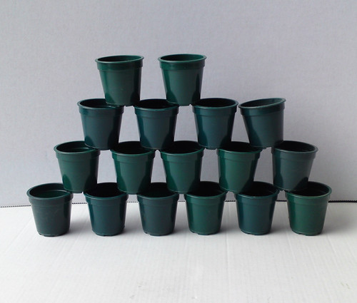 Small plant pots - plant, 1