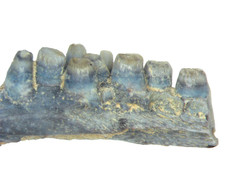 Permian reptile Captorhinus