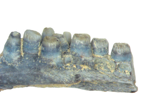 Permian reptile captorhinus - permian,