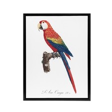Scarlet Macaw Parrot Francois