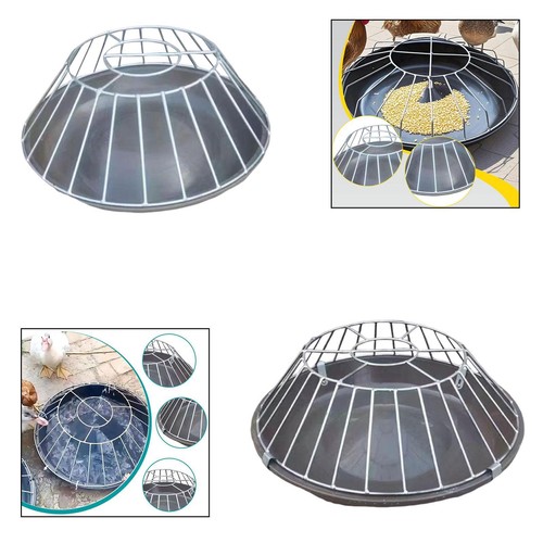 Chicken feeder pigeon - chicken,