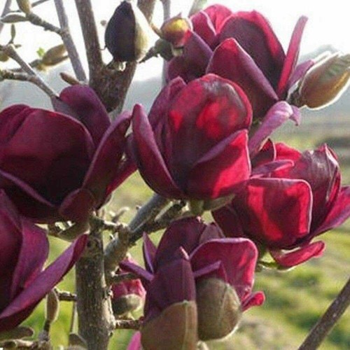Dark red magnolia seeds - 20,