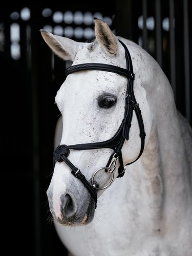 Kudos grackle work bridle - grackle,