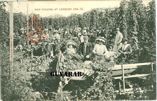 Hop picking ledbury - picking, at
