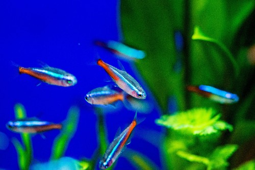 Neon tetra paracheirodon - (10), (paracheirodon