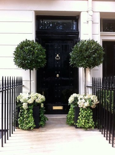 Bay laurel tree laurus - laurel,
