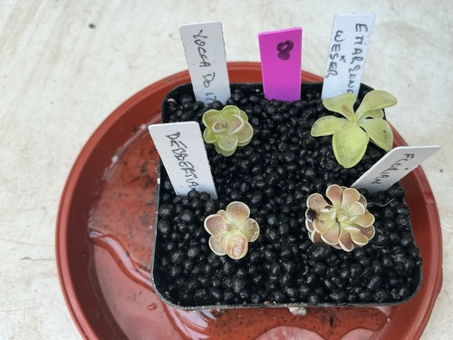 Pinguicula collection 8 - pinguicula, #8