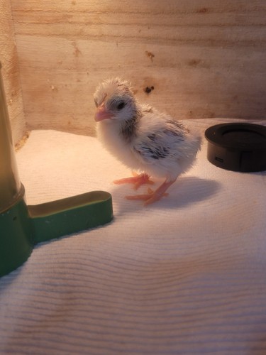 Frizzle serama hatching