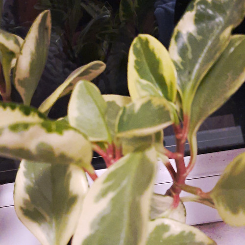 Peperomia baby rubber plant - rubber,