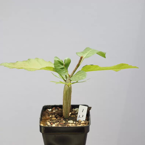 1pieces 3cm seedgrowth - 1pieces,