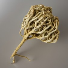 Maryam flower Jericho Rose Kaf