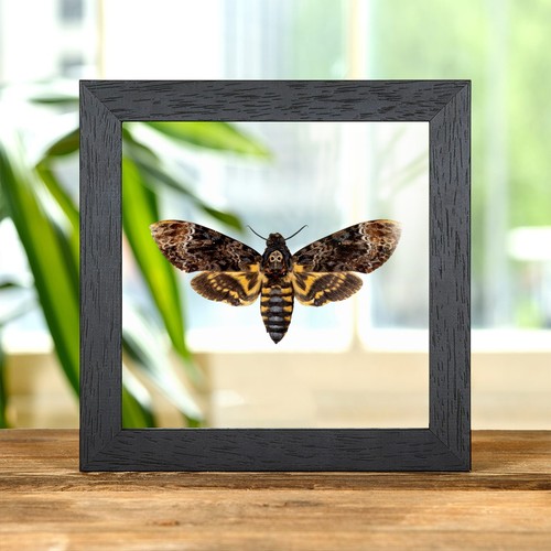 Death head moth - moth, in