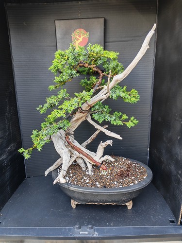 Tanuki needle juniper bonsai - needle,