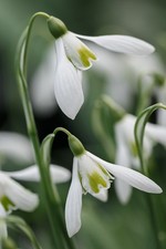 Galanthus 'Babraham Scented' x 1 Snowdrop bulb
