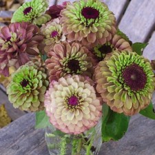 Zinnia Elegans Queen Red Lime - RHS Award Winner, 1 Packet (20 Seeds)
