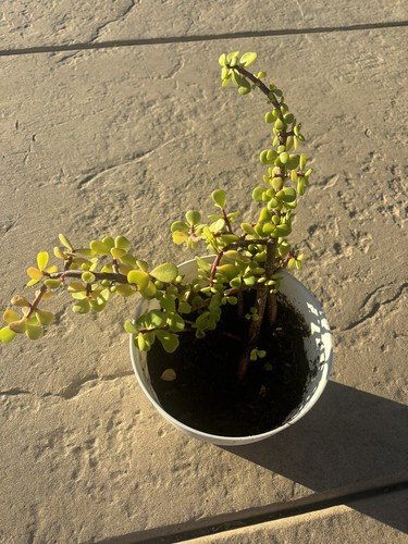 Crassula ovata jade - crassula, tall