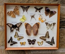 Antique Display Tropical Butterflies Cased
