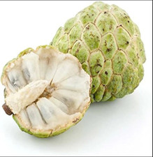 30x Sugar Apple Seeds Custard Apple, Annona squamosa, Delicious Sweet Fruit