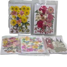 Job Lot Natural Dried Pressed