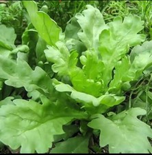 large leaf Crown Daisy