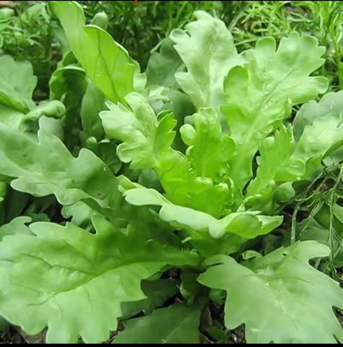 Large leaf crown daisy - leaf,