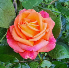 Sam - Fragrant Hybrid Tea Rose