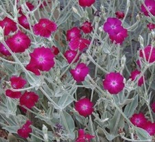 Lychnis or Silene coronaria /