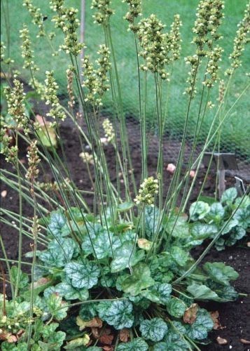 Heuchera greenfinch x1 - heuchera,