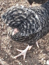 12 Polish Chicken Hatching Egg