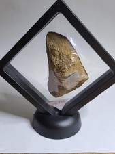 Real Triceratops Skull/Frill Dinosaur Fossil In Floating Display! Rare (Ref7913)