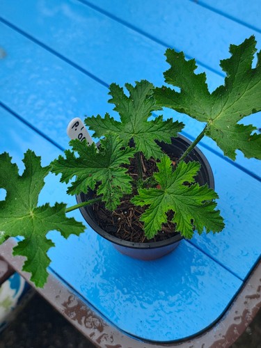 Scented pelargonium orsett - scented,